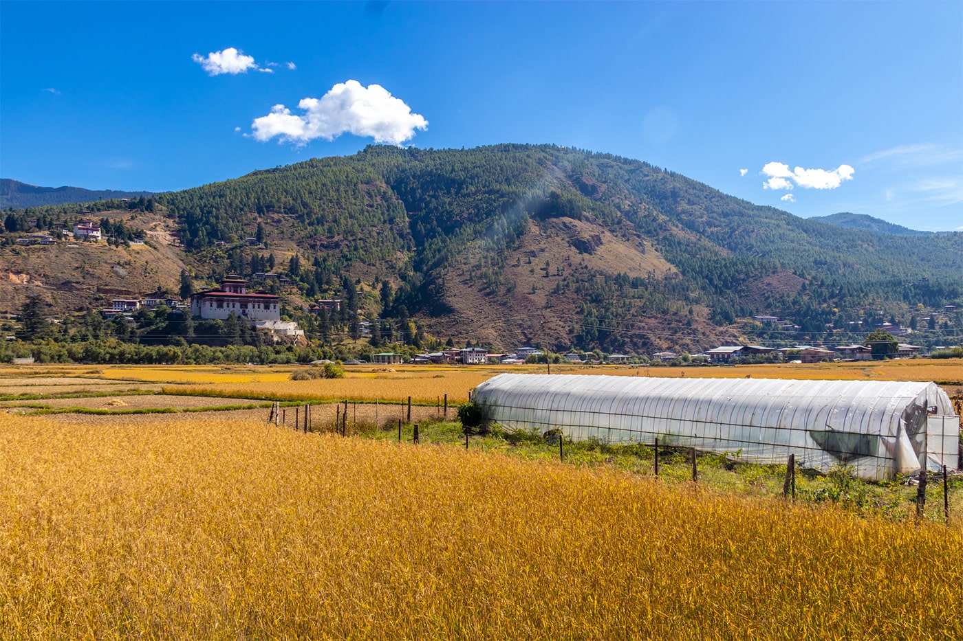 paddy field during harvesting time in paro